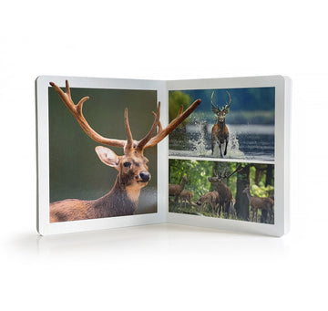 Cuento imágenes reales animales del bosque Nowordbooks (gran formato)