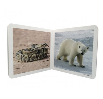 Libro imágenes reales Animales Salvajes 2 - Nowordbooks